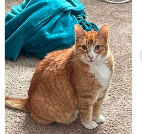 picture of the cat needing adoption