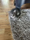 Kevin