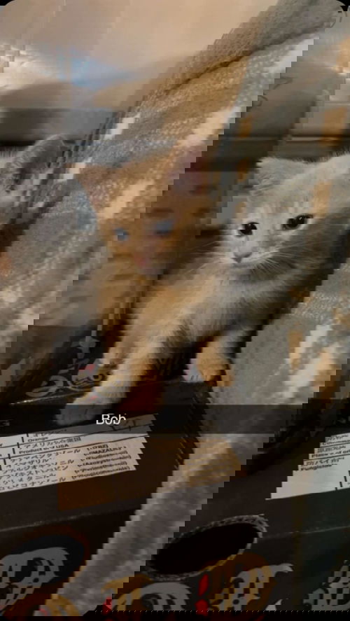 Bob