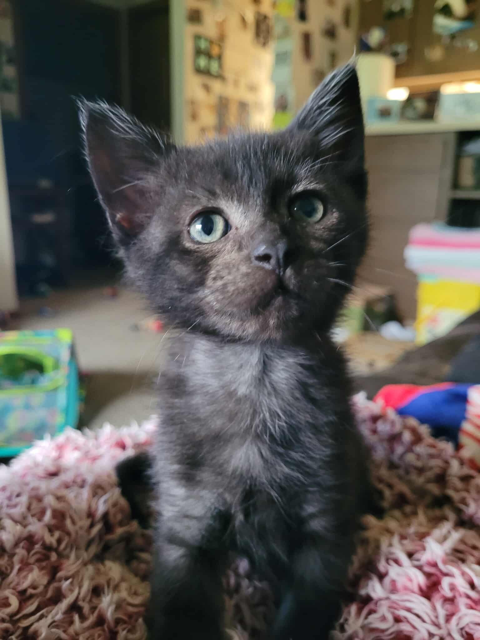 adoptable Cat in Fargo, ND named Preston