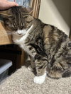Tinker - Photo 2