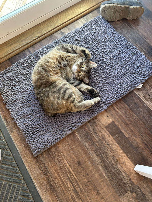 picture of the cat needing adoption