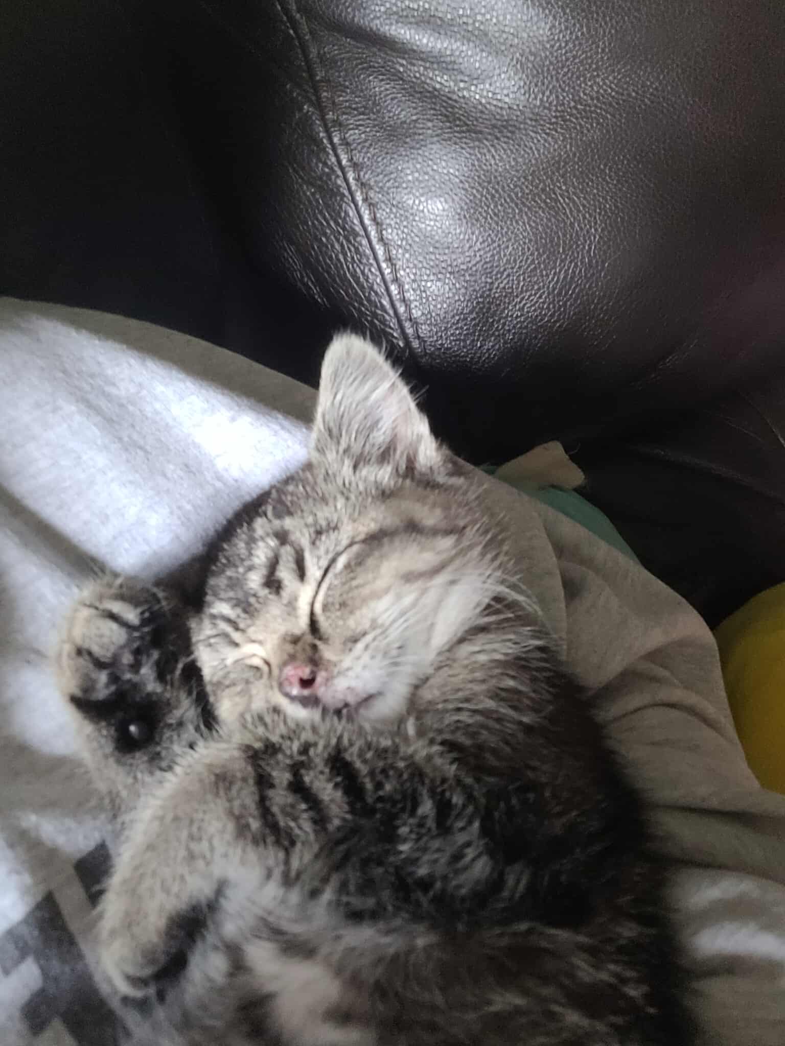 adoptable Cat in Fargo, ND named Indy