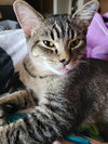 Indy - Photo 2