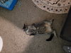 Indy - Photo 10