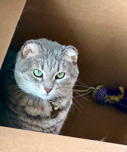 Gracie, a cat for adoption from Ellies Legacy Pet Rescue