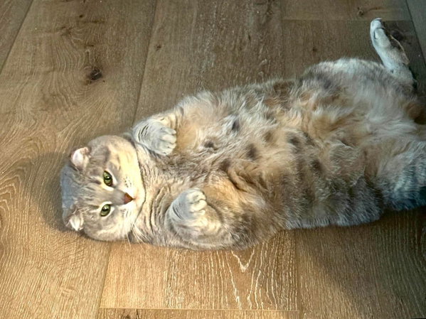 Gracie