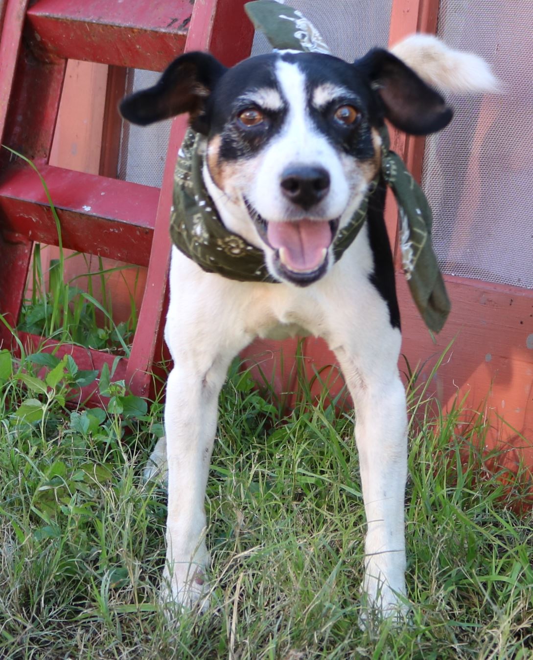 Dog for adoption - EVA, a Border Terrier & Jack Russell Terrier Mix in Pico  Rivera, CA