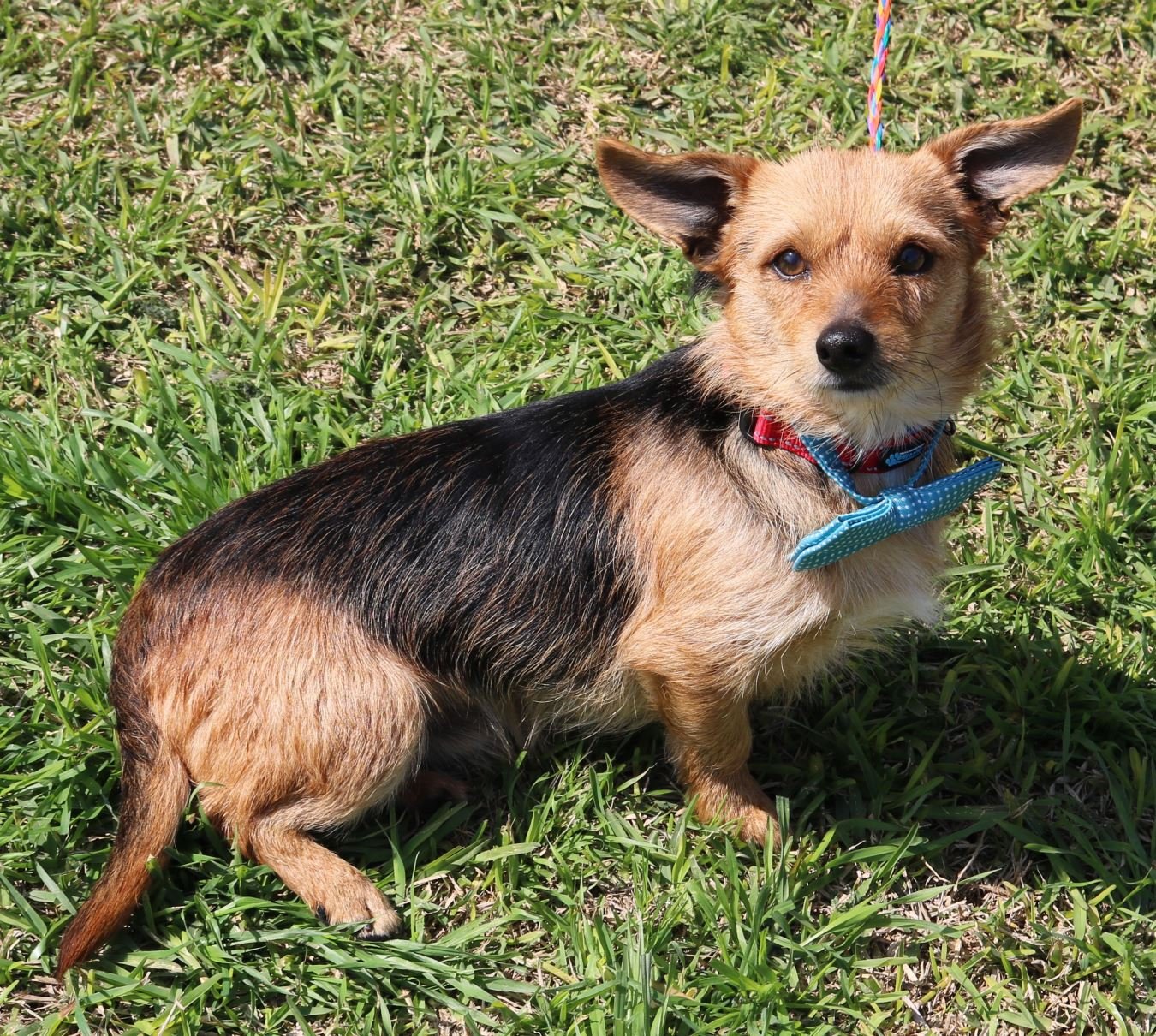 adoptable Dog in Brattleboro, VT named Cody