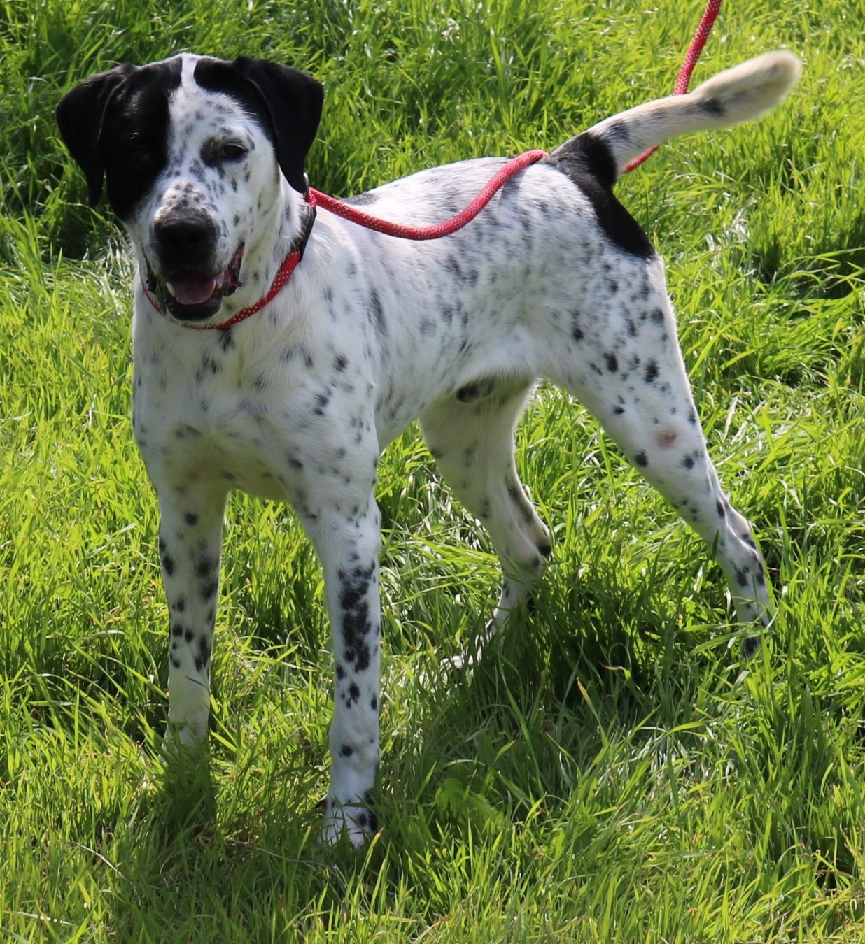 adoptable Dog in Brattleboro, VT named Bubba