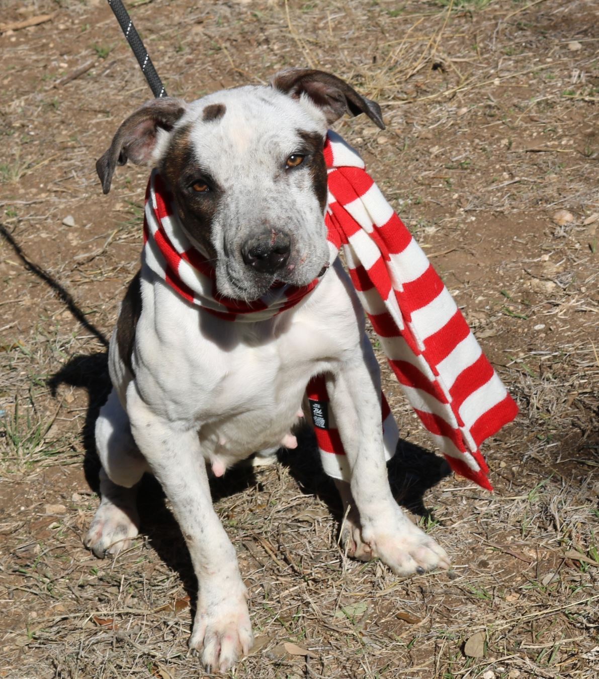 Bulldog cattle 2024 dog mix