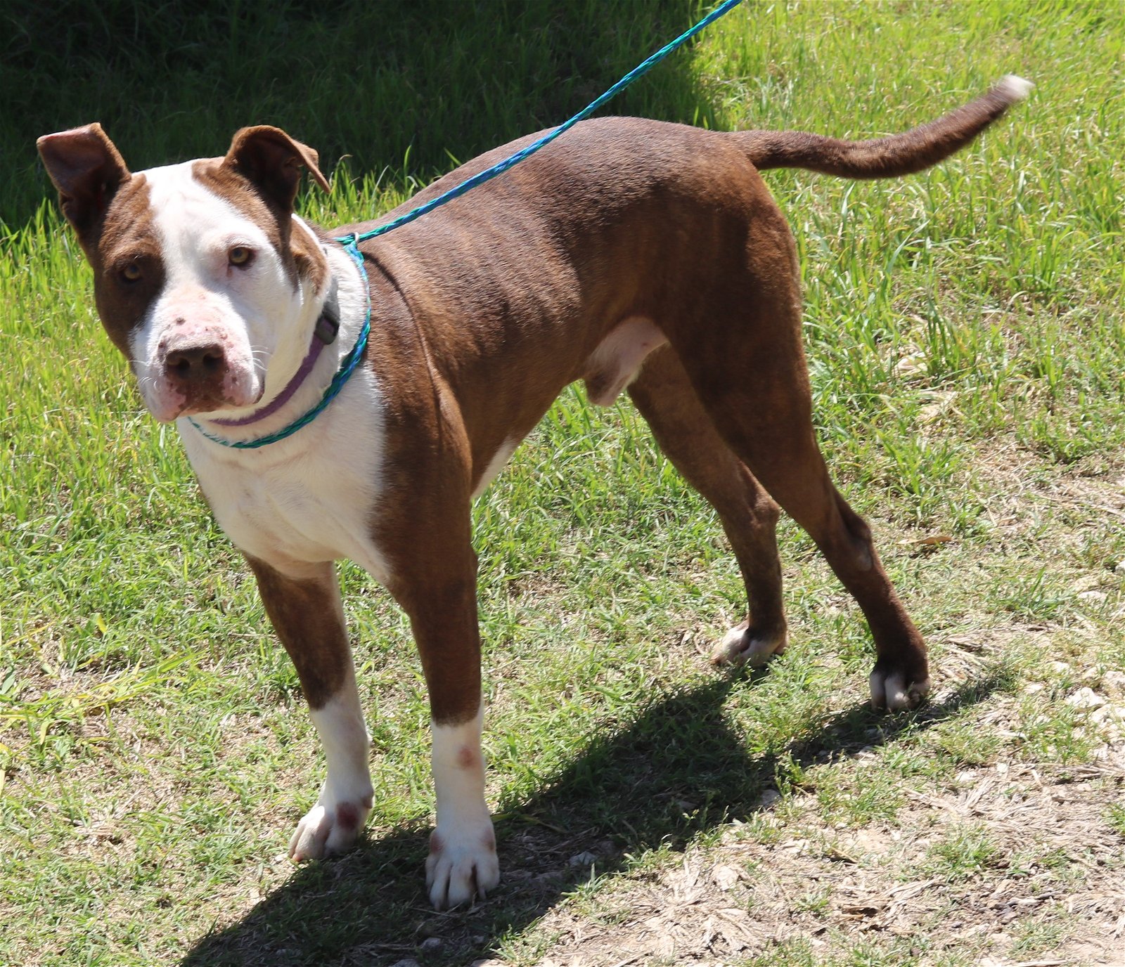 adoptable Dog in Everett, WA named Dozer