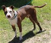 adoptable Dog in portland, OR named Dozer