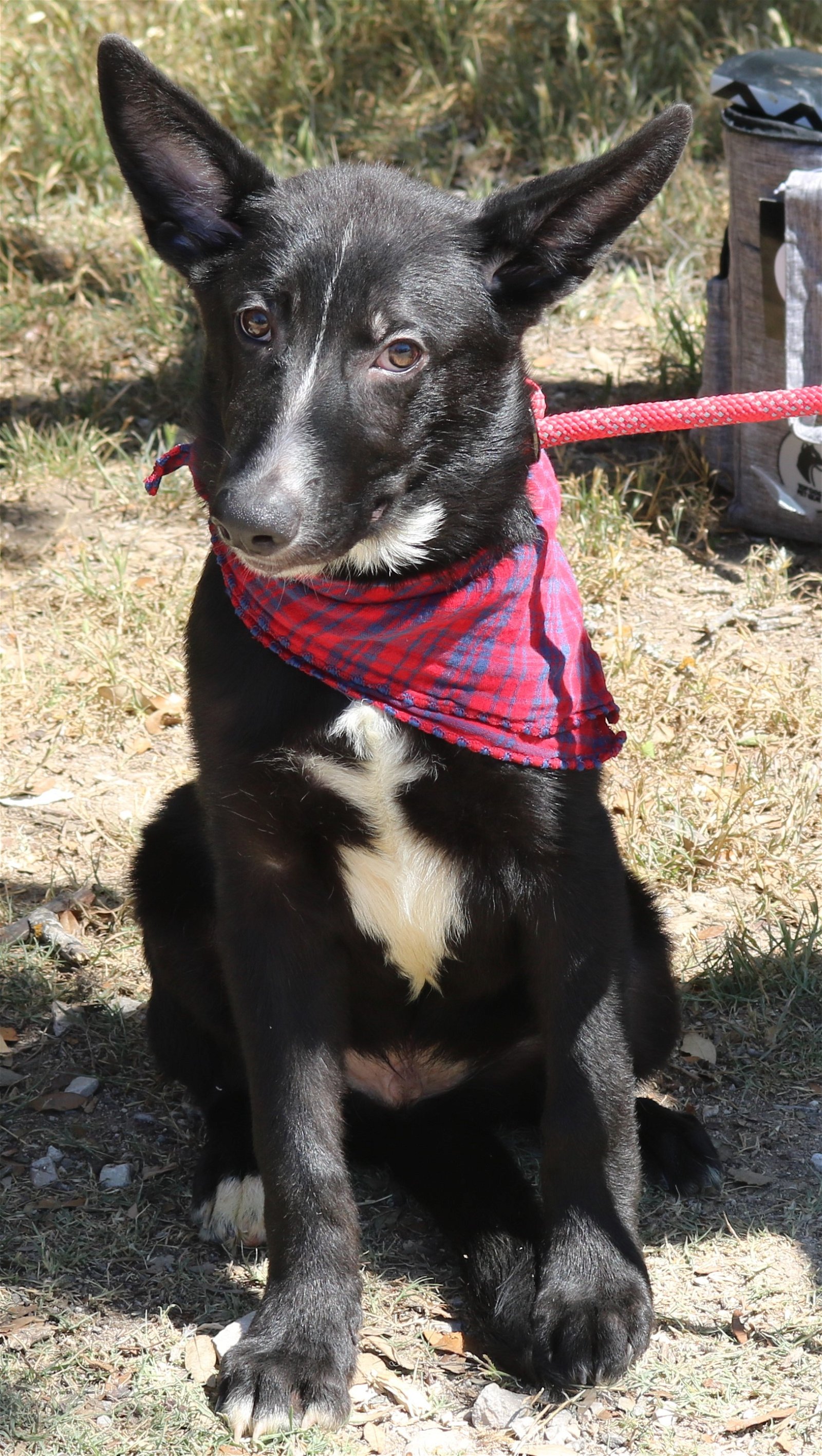 adoptable Dog in Brattleboro, VT named Zane