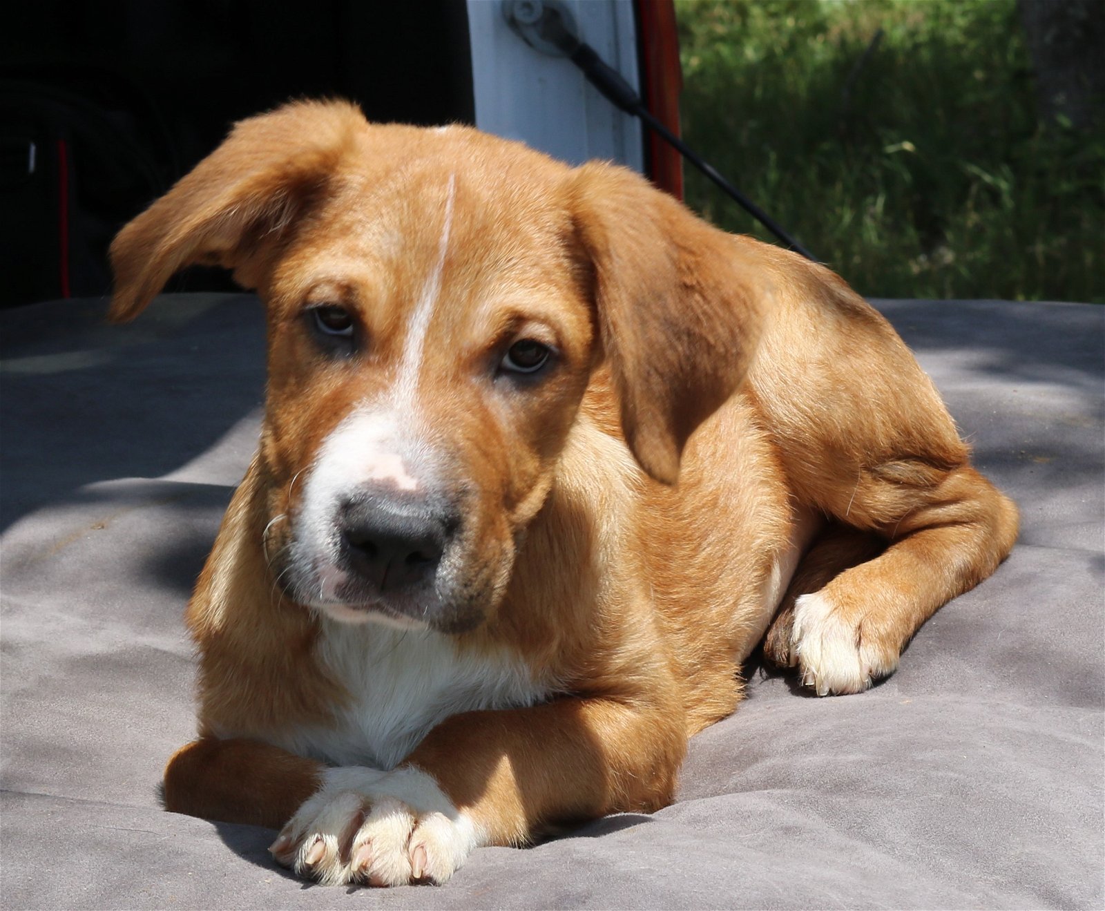 adoptable Dog in Brattleboro, VT named Rhinna