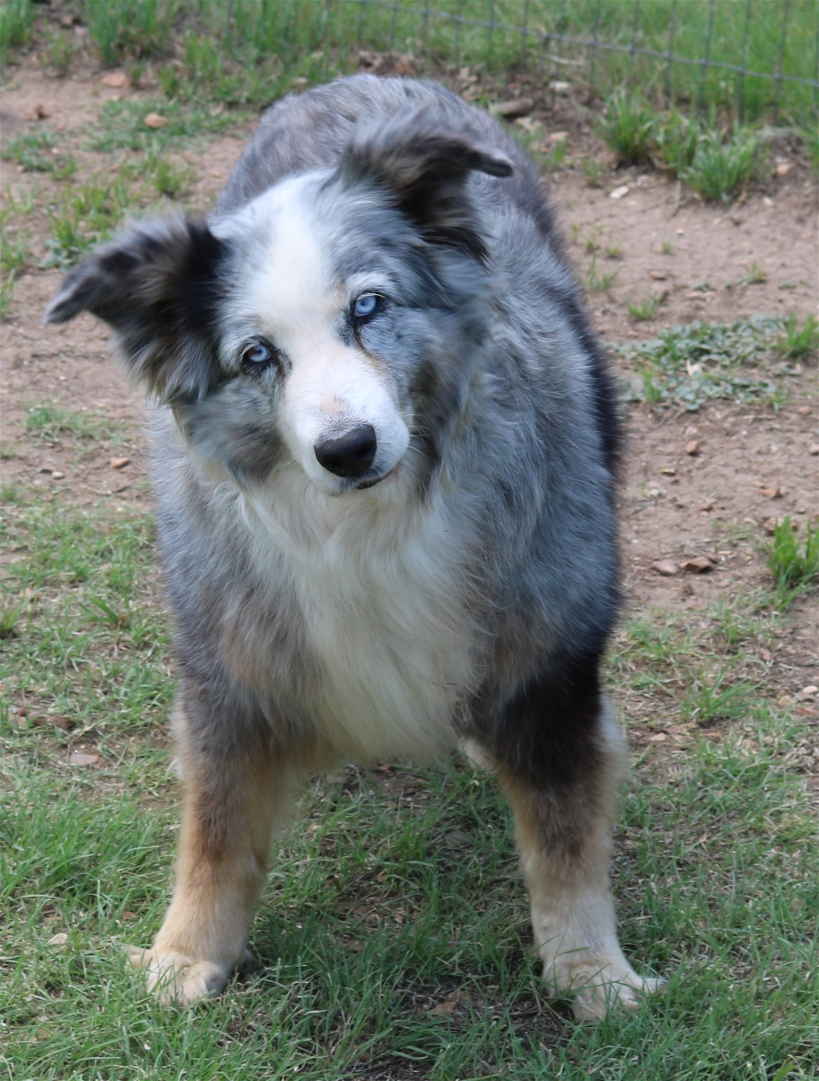adoptable Dog in Brattleboro, VT named Aggie