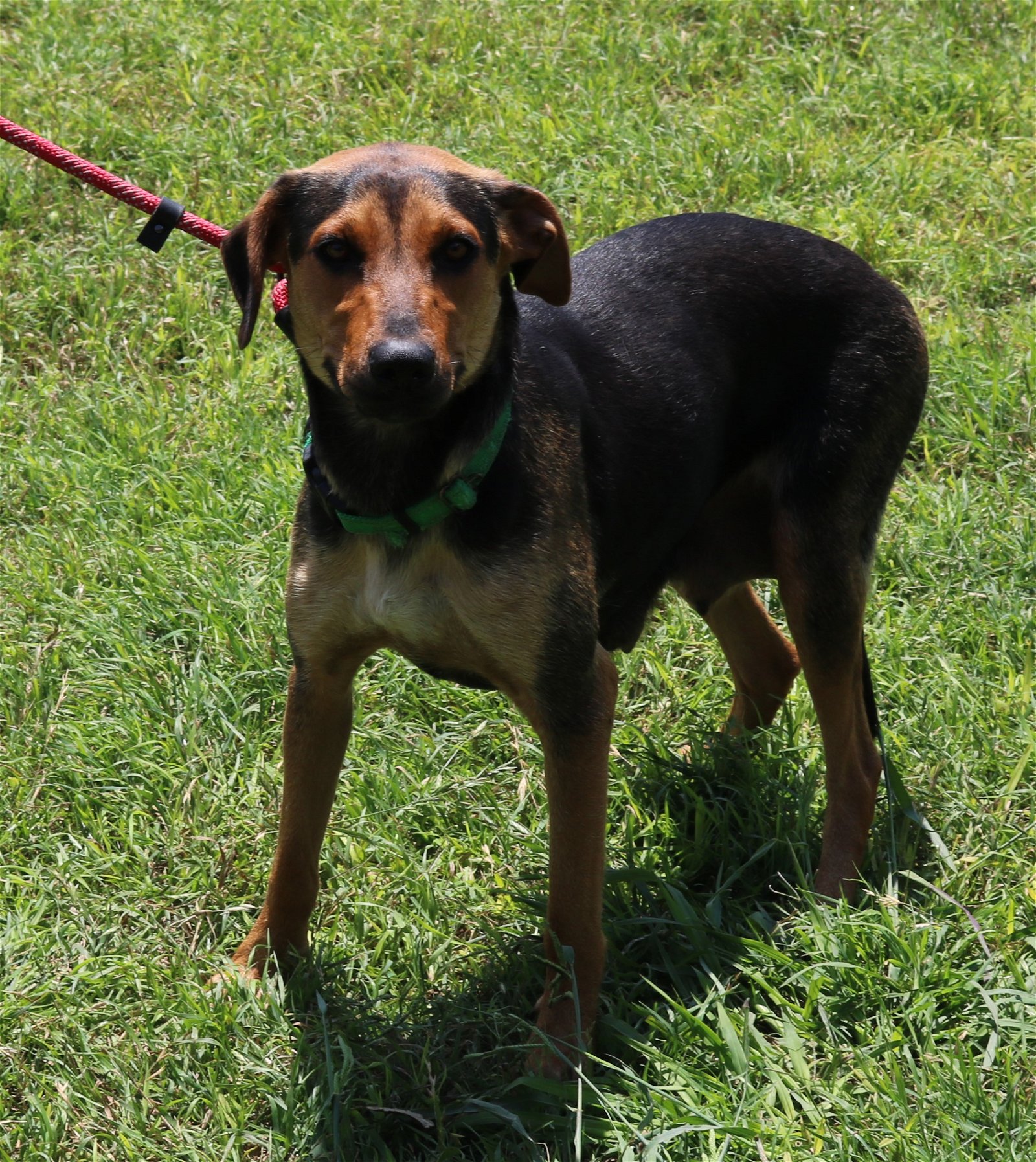 adoptable Dog in Brattleboro, VT named Bailey Girl