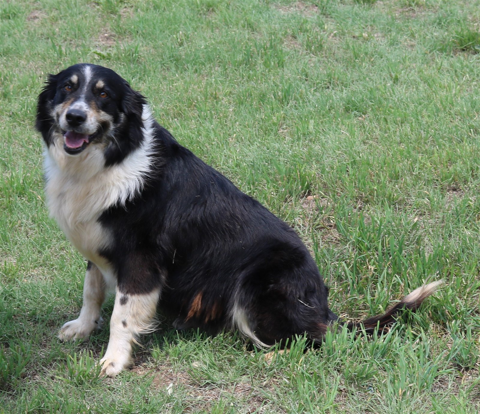 adoptable Dog in Brattleboro, VT named Macey
