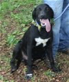 adoptable Dog in rocky hill, CT named Hondo