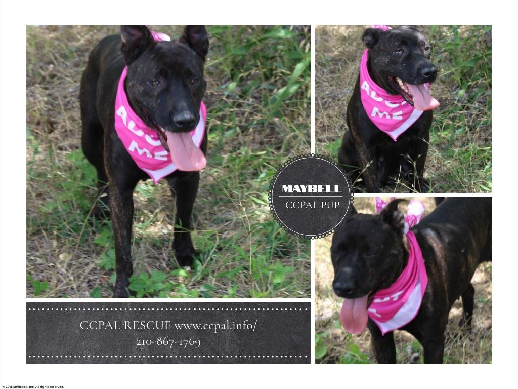 adoptable Dog in Everett, WA named Maybell