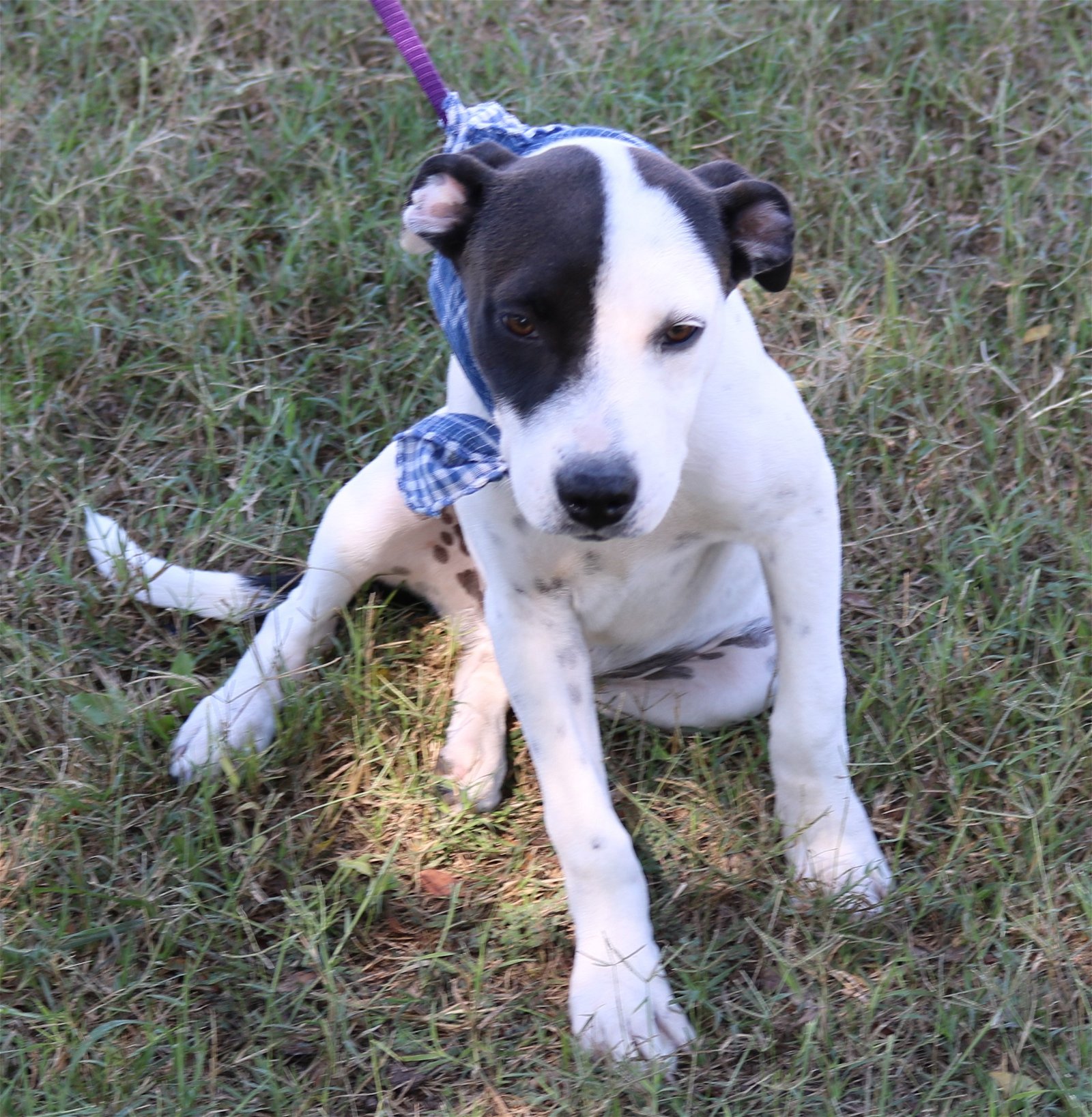 adoptable Dog in Brattleboro, VT named Alex
