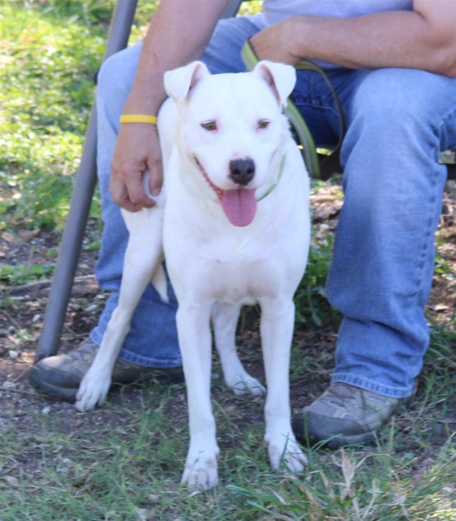adoptable Dog in Brattleboro, VT named Popeye