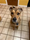 adoptable Dog in , VT named Peaches