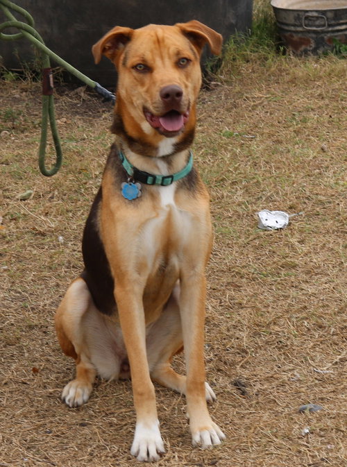 REBA - German Shepherd Dog / Greyhound available for adoption