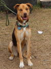 adoptable Dog in , CT named Reba