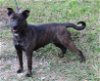 adoptable Dog in everett, wa, WA named Maybell