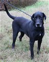 adoptable Dog in everett, WA named Reesaw