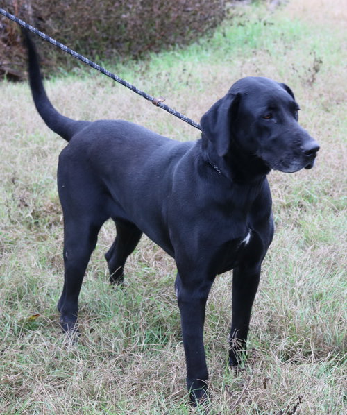 REESAW - Great Dane available for adoption