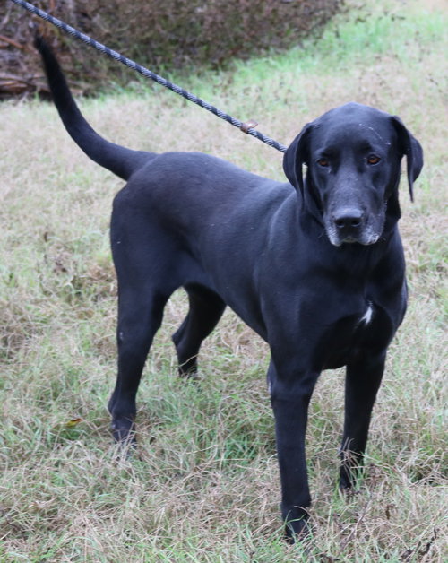 REESAW - Great Dane available for adoption