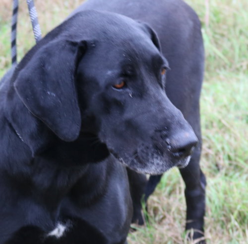 REESAW - Great Dane available for adoption
