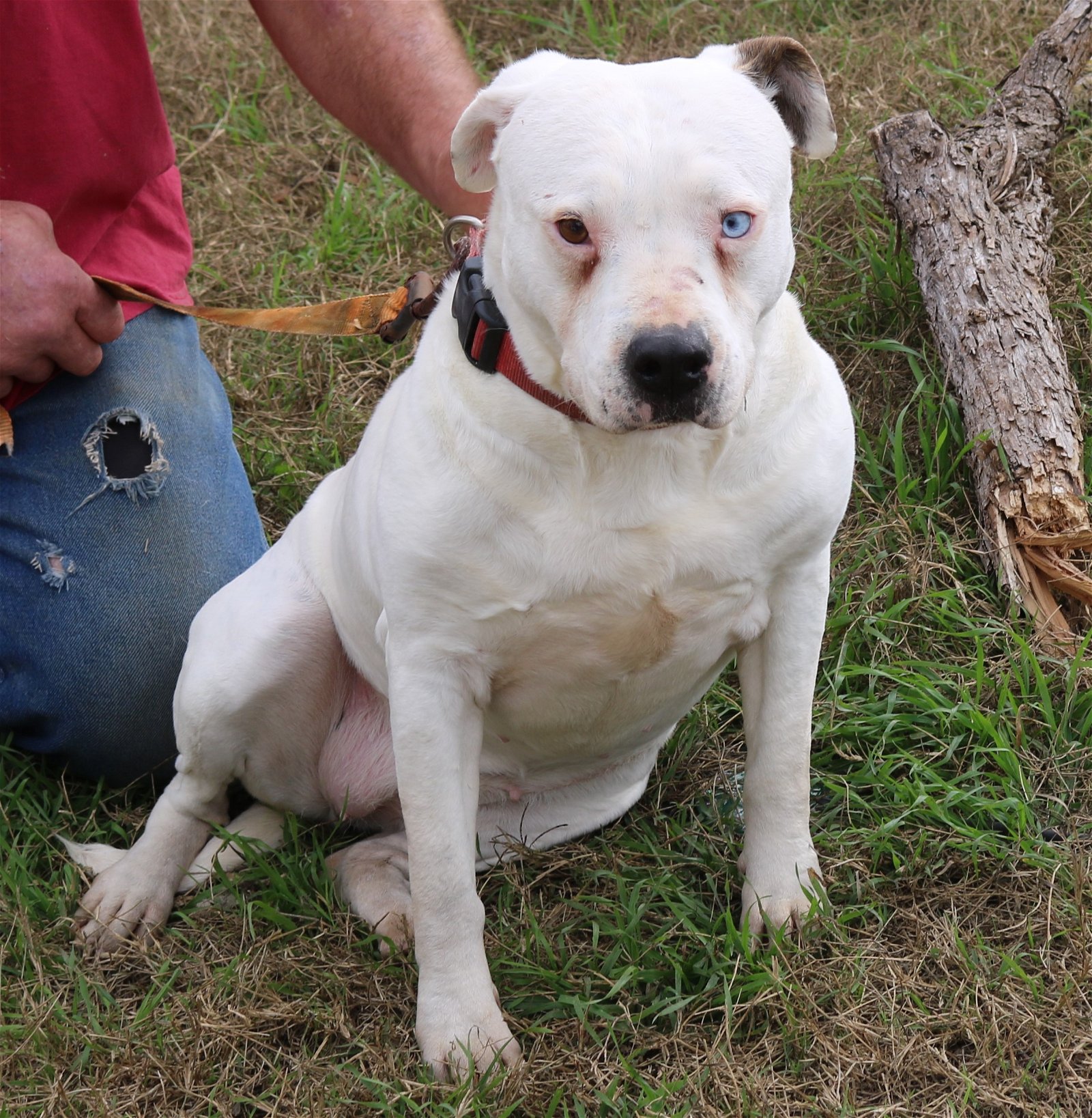 adoptable Dog in San Antonio, TX named Contessa