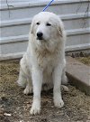 adoptable Dog in , VT named Athena