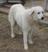 Athena - Photo 2