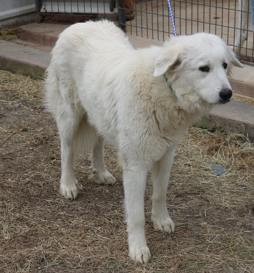 ATHENA - Great Pyrenees available for adoption