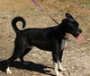 Mack - Photo 2