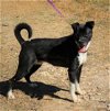 adoptable Dog in brattleboro, VT named Mack
