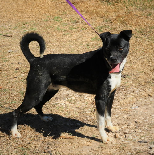 MACK - Basenji / Boxer available for adoption