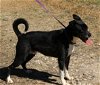 adoptable Dog in anton, TX named Mack