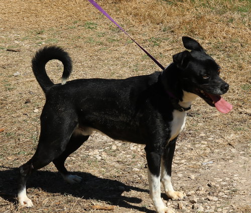 MACK - Basenji / Boxer available for adoption