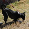 Mack - Photo 2
