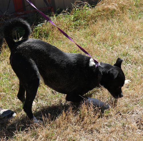 MACK - Basenji / Boxer available for adoption