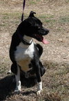 Mack - Photo 3