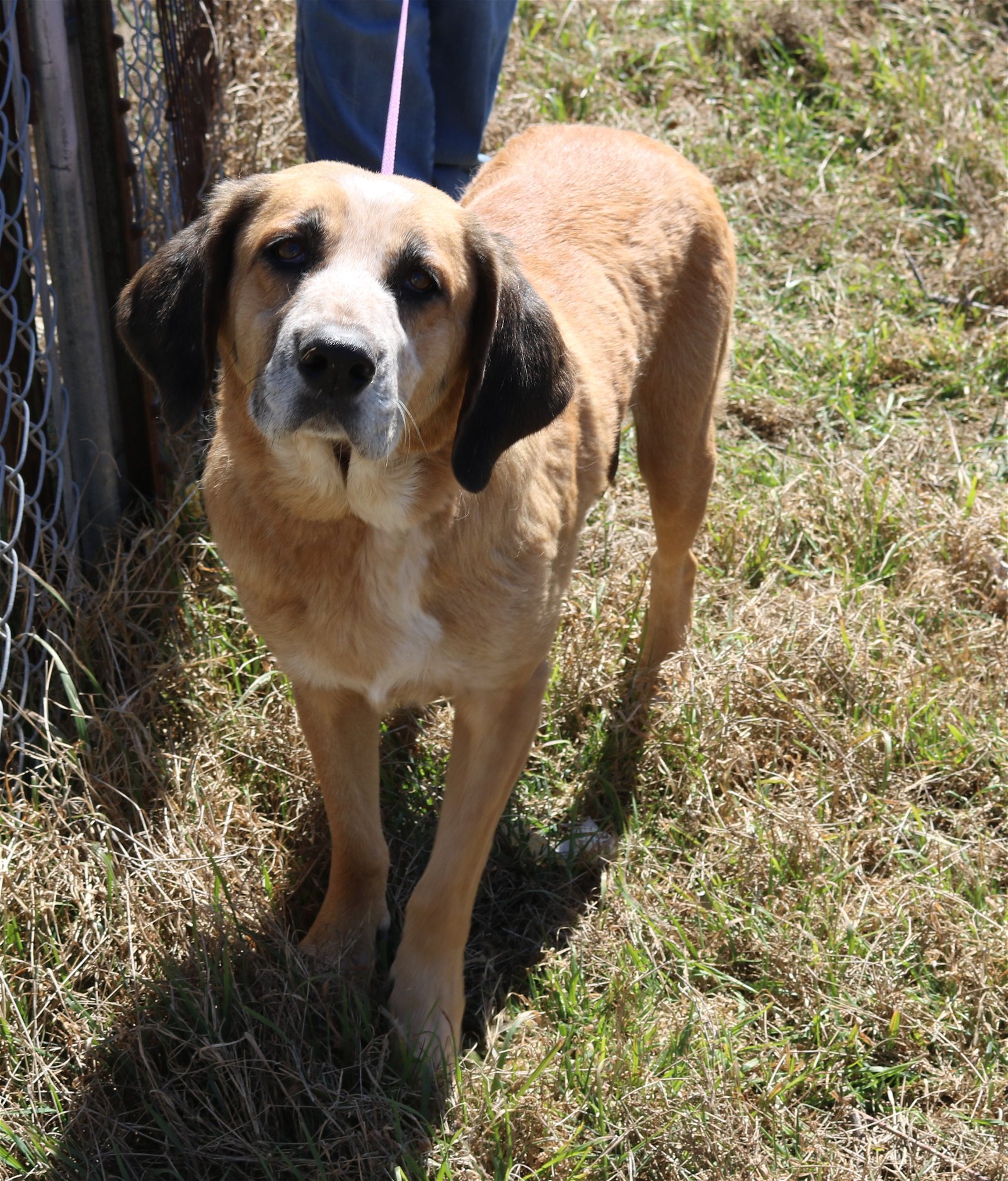 adoptable Dog in Brattleboro, VT named Elizabeth