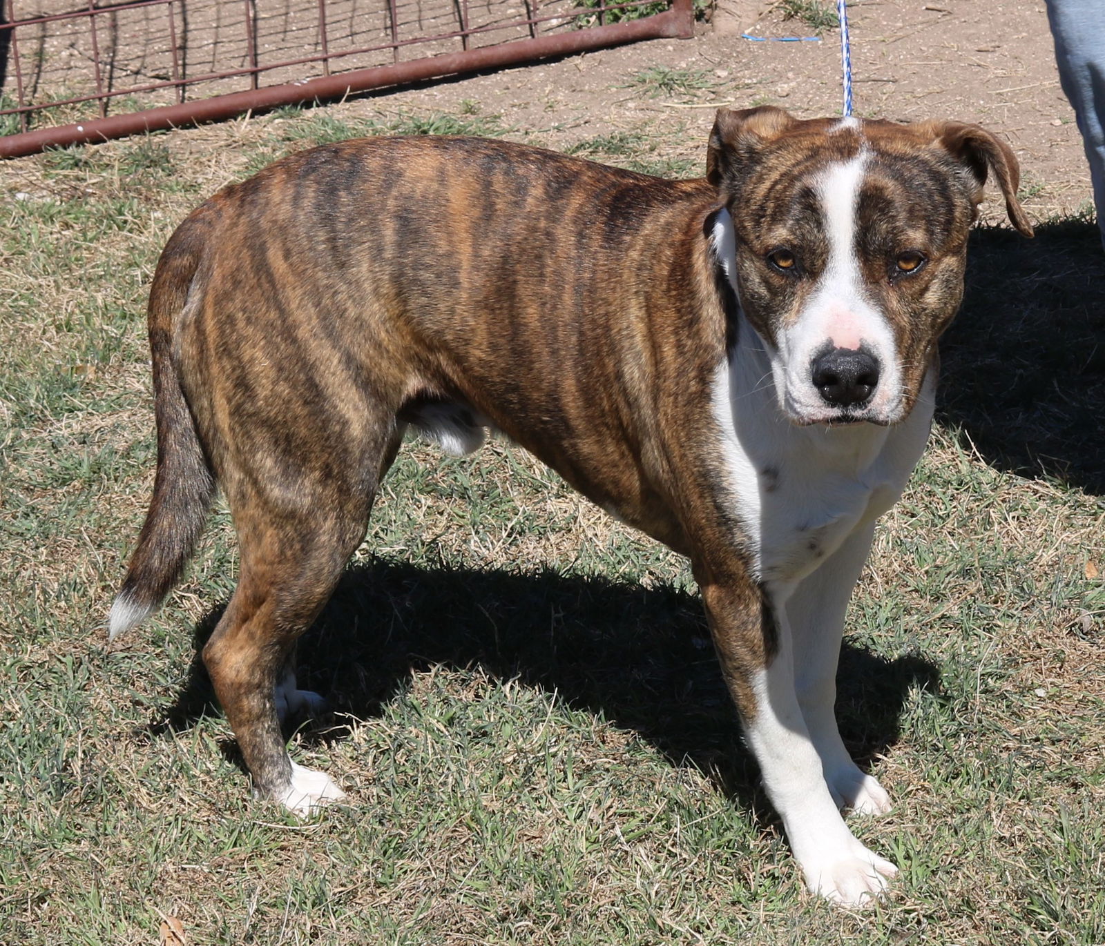 Pyrenees pitbull hot sale mix