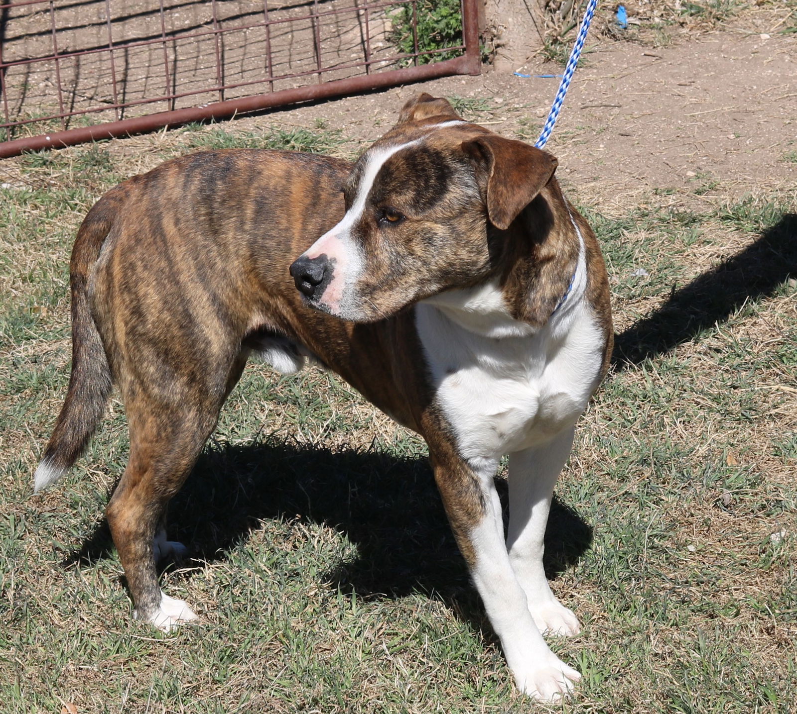 Hound best sale pyrenees mix