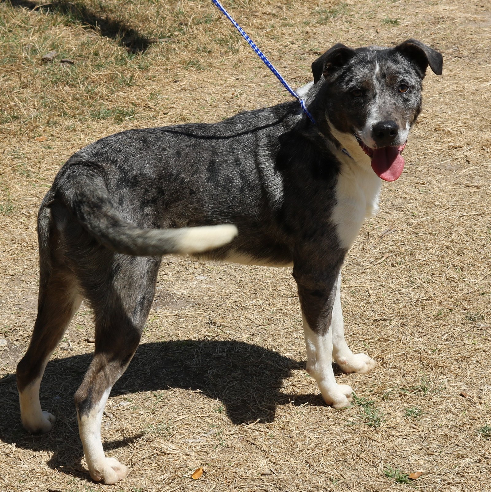 adoptable Dog in Brattleboro, VT named Bleu